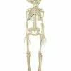 20 Inch Two-Headed Skeleton