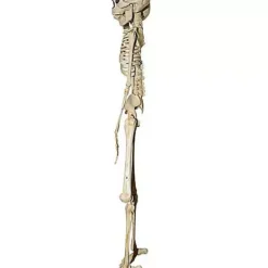 20 Inch Two-Headed Skeleton -Creepy Decor Store 01344241 c