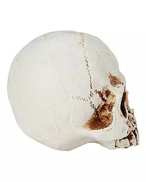 Jawless Skull 2 Jawless Skull - Image 2