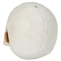 Jawless Skull 5 Jawless Skull -Creepy Decor Store 01475961 c