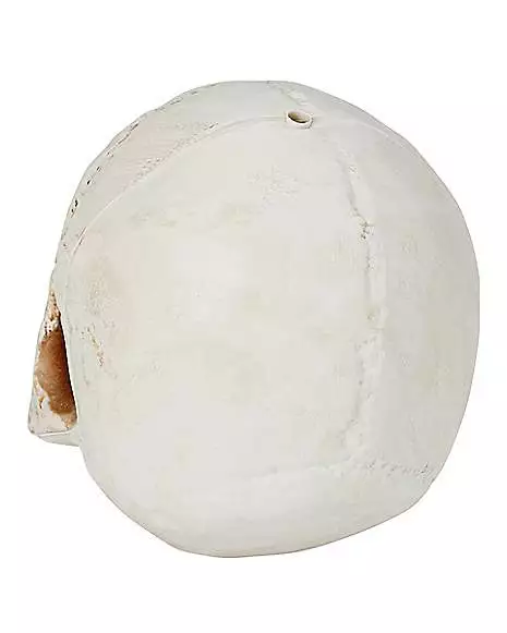 Jawless Skull 3 Jawless Skull - Image 3