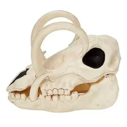 Boar Skull -Creepy Decor Store 01528785 d