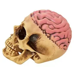 Skull With Brain Decoration -Creepy Decor Store 01573070 d