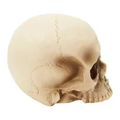 Jawless Skull Set - 3 Pack -Creepy Decor Store 07641780 c