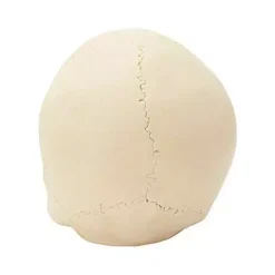 Jawless Skull Set - 3 Pack -Creepy Decor Store 07641780 d